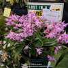 Part of the Dandenong & District Orchid Club display.