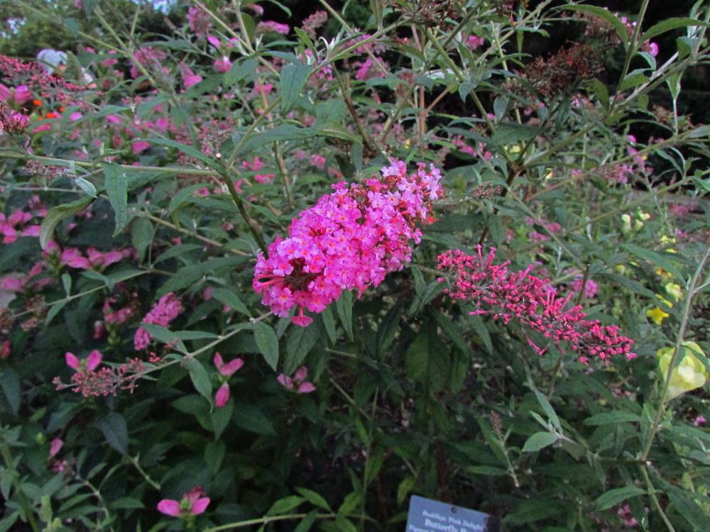 Butterfly Bushes Plant Care and Collection of Varieties