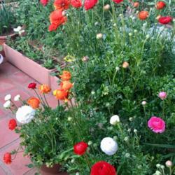 Location: Pretoria, South Africa
Date: 2018-08-31
Ranunculus in patio pots