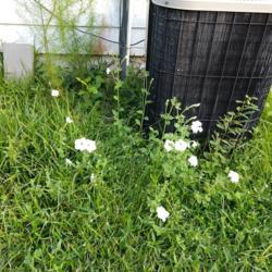 Location: Savannah, Georgia (my garden)
Date: 2018-09-09
This is what happens when birds plant petunias.