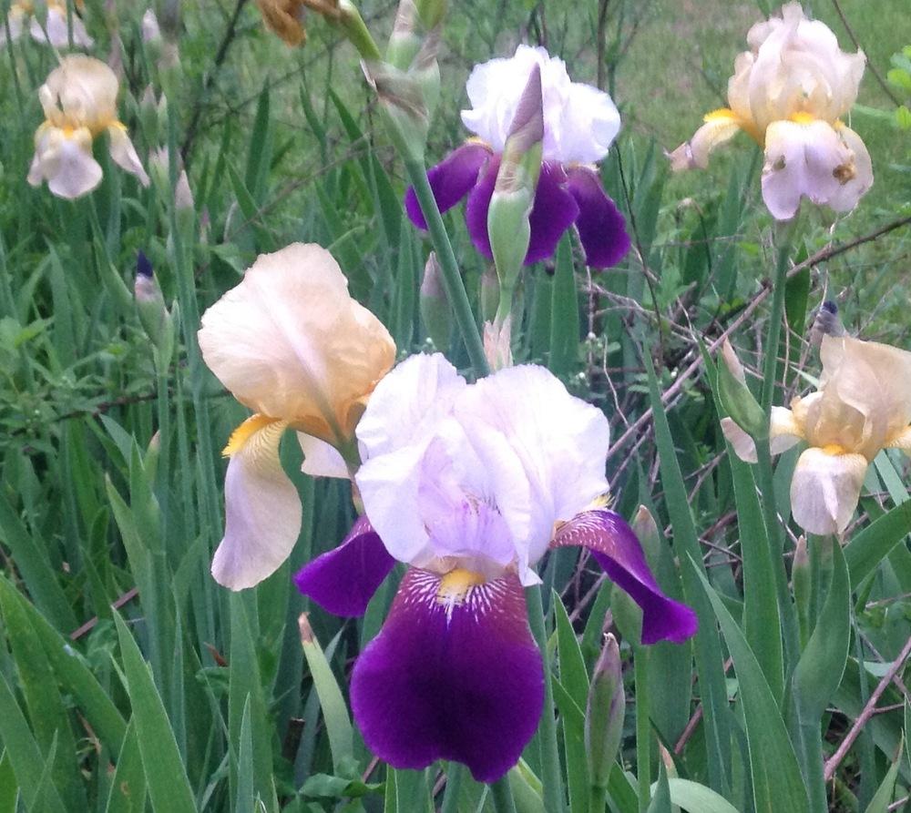 Photo of Irises (Iris) uploaded by UndyingLight