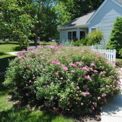 Location: Newtown Square, Pennsylvania
Date: 2010-06-08
one shrub in bloom