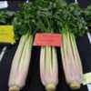 National Vegetable Society show