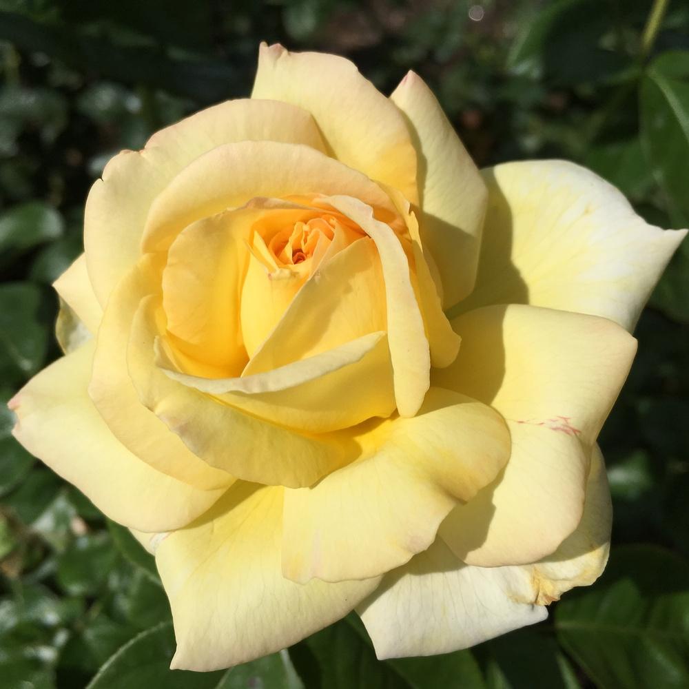 Photo of Hybrid Tea Rose (Rosa 'Peace') uploaded by csandt