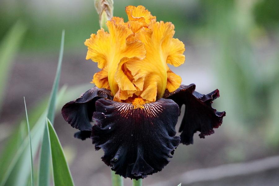 Photo of Tall Bearded Iris (Iris 'Rise Like a Phoenix') uploaded by dimson67