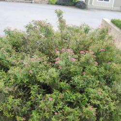 Location: Lancaster County, Pennsylvania
Date: 2018-09-20
full-grown shrub with secondary bloom in Sept