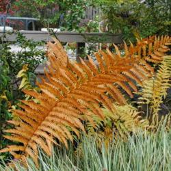 Location: West Chester, Pennsylvania
Date: 2010-10-25
autumn color of sterile fronds