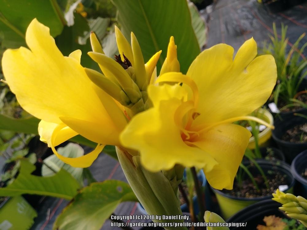 Photo of Cannas (Canna) uploaded by ediblelandscapingsc