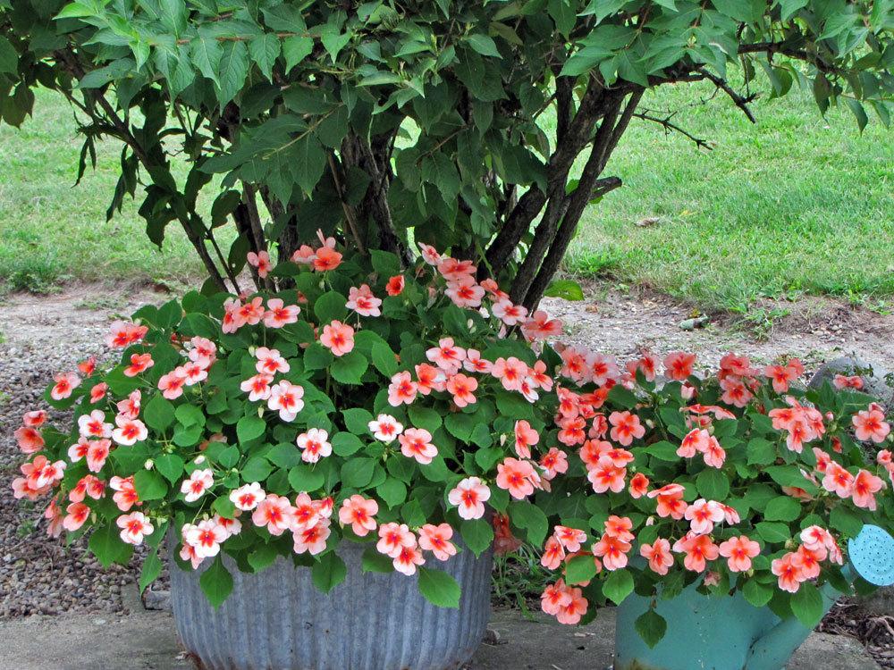 Photo of Impatiens uploaded by TBGDN