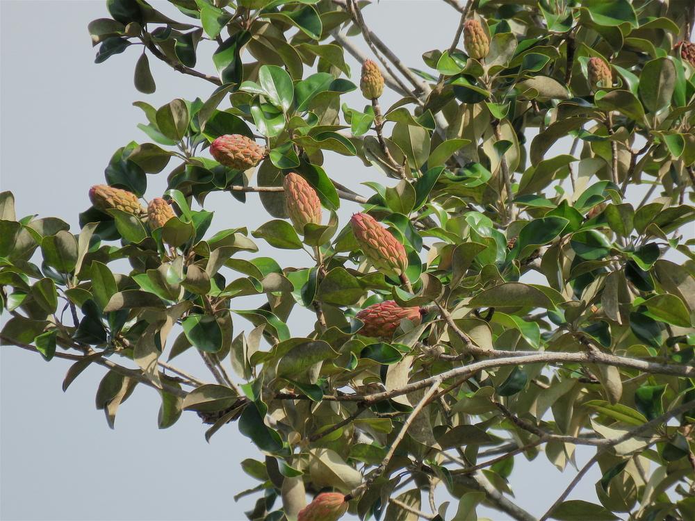 Photo of Magnolias (Magnolia) uploaded by plantladylin