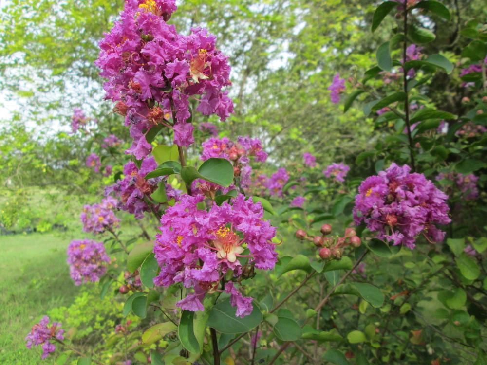 Photo of Crepe Myrtle (Lagerstroemia indica) uploaded by christinereid54