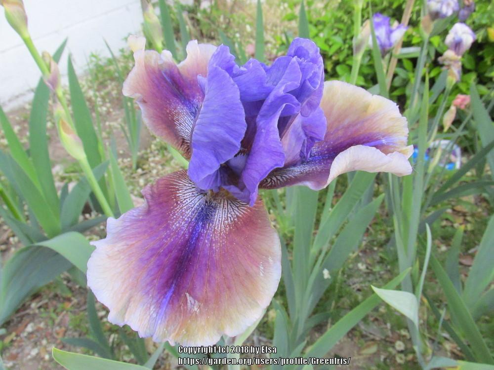 Photo of Tall Bearded Iris (Iris 'Comic Opera') uploaded by GreenIris