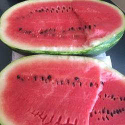 Location: Friedens, PA
Date: 2018-08-24
Great season for watermelon. Tastes great and even grow in PA!