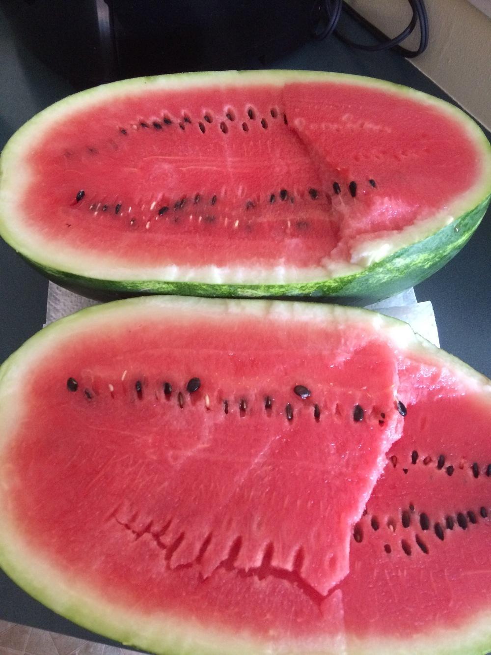 Photo of Watermelon (Citrullus lanatus 'Jubilee') uploaded by apletree