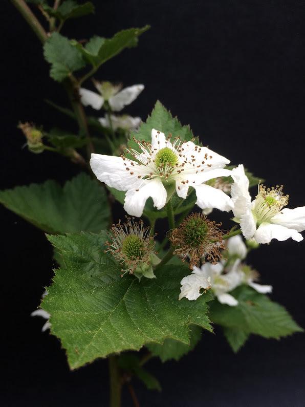 Photo of Thornless Blackberry (Rubus 'Arapaho') uploaded by IrisOnIselin
