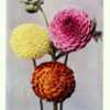 Dahlia 'Nellie Broomhead is the purplish dahlia at the top of the