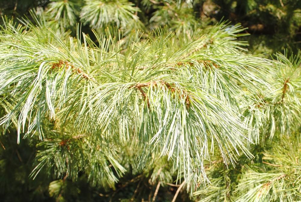 Photo of Pine (Pinus) uploaded by ILPARW