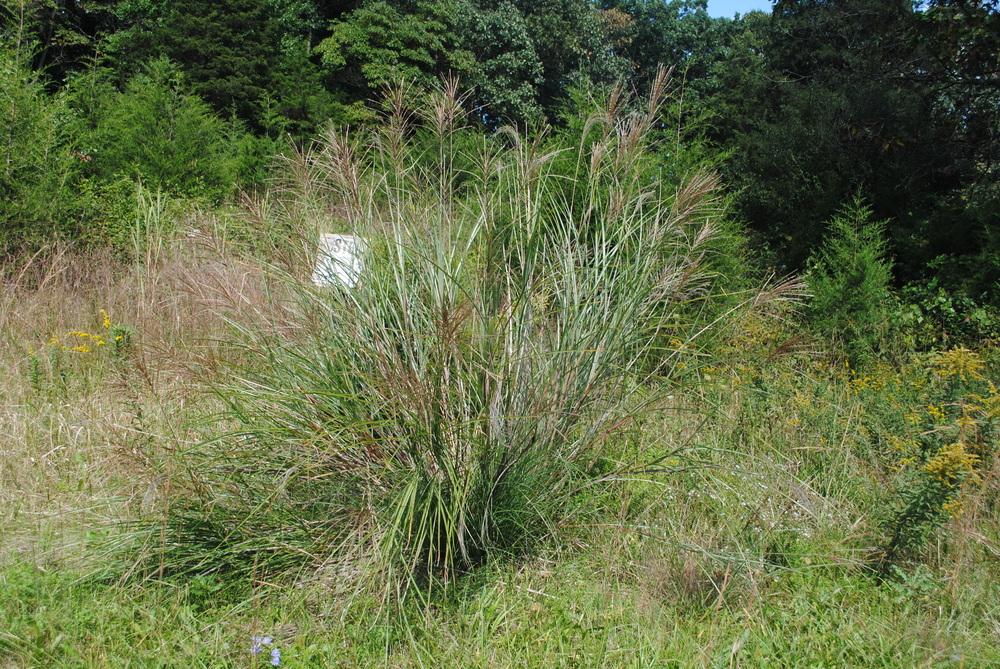 Photo of Maiden Grass (Miscanthus sinensis) uploaded by ILPARW