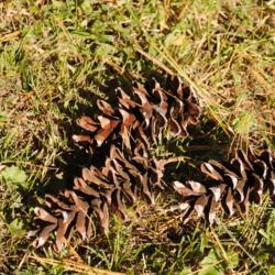Location: Downingtown, Pennsylvania
Date: 2012-10-13
Eastern White Pine cylindrical female cones