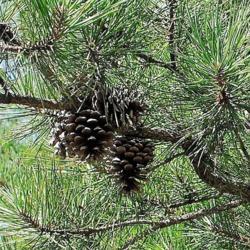 Location: southern New Jersey
Date: 2014-08-09
conical shaped Pitch Pine female cones