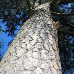 Location: Rehoboth Beach, Delaware
Date: 2017-05-02
typical scaly bark, Loblolly Pine
