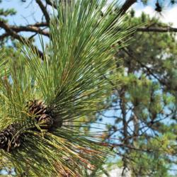 Location: Morton Arboretum in Lisle, Illinois
Date: 2010-08-19
Needles in clusters of 2, Red Pine