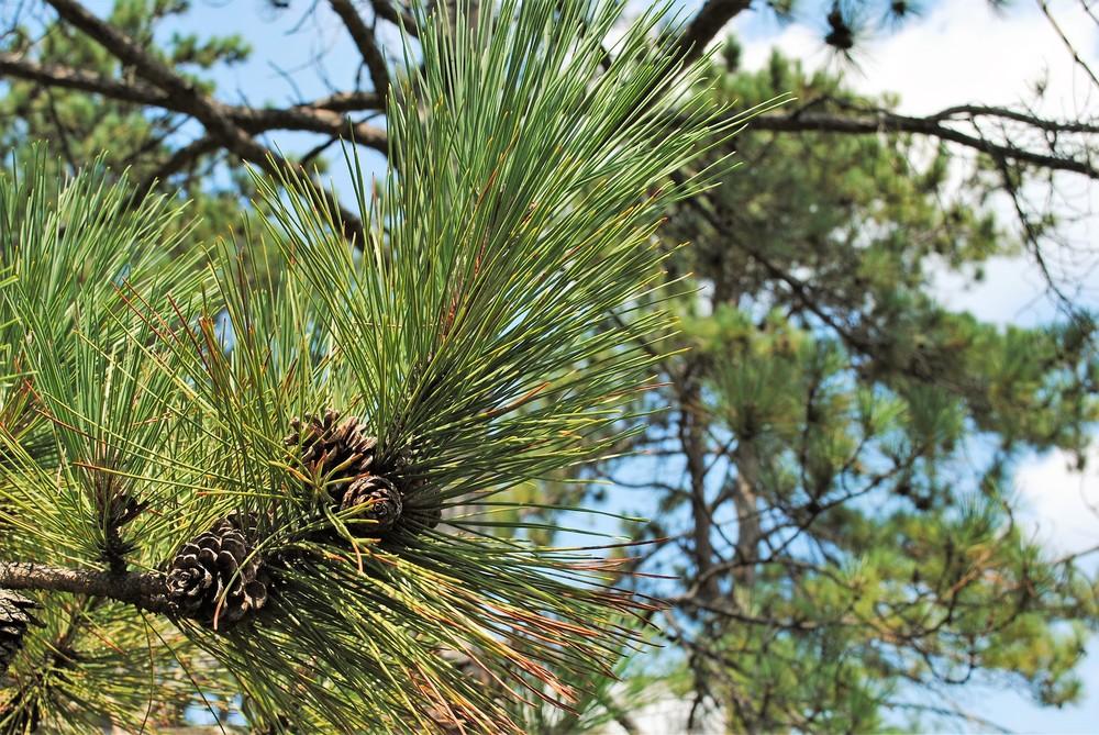 Photo of Pine (Pinus) uploaded by ILPARW