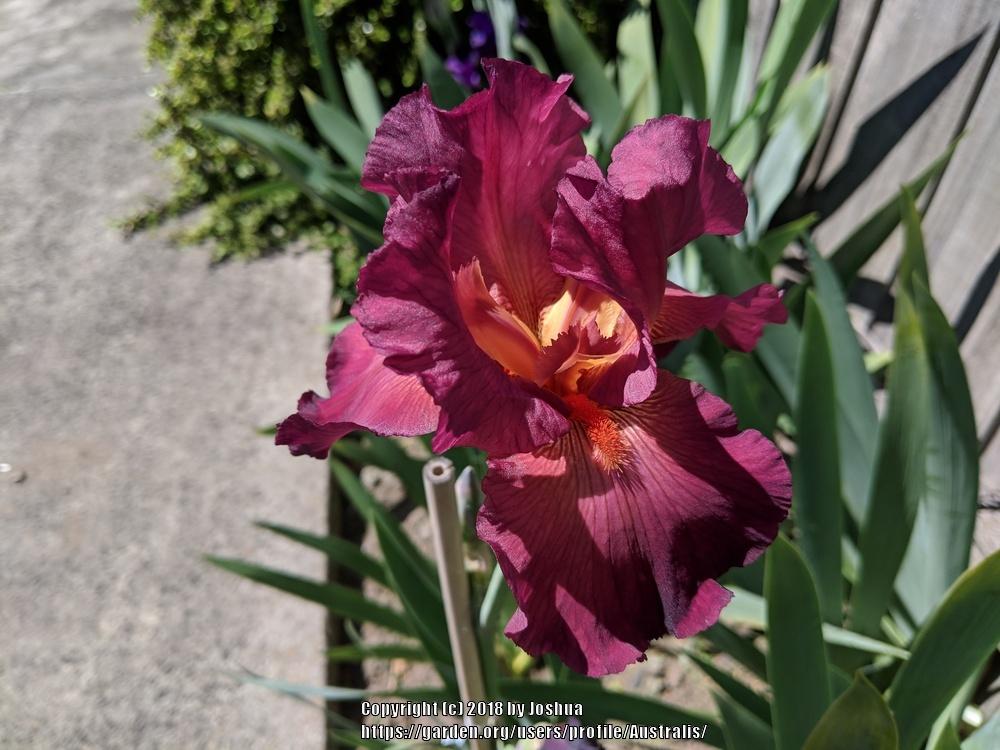 Photo of Tall Bearded Iris (Iris 'Lady Friend') uploaded by Australis