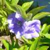 - Definitely a double, 'Blue Bloomers' blossoms are backed here b