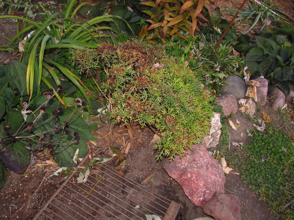 Photo of Marguerite Daisy (Argyranthemum frutescens) uploaded by jmorth