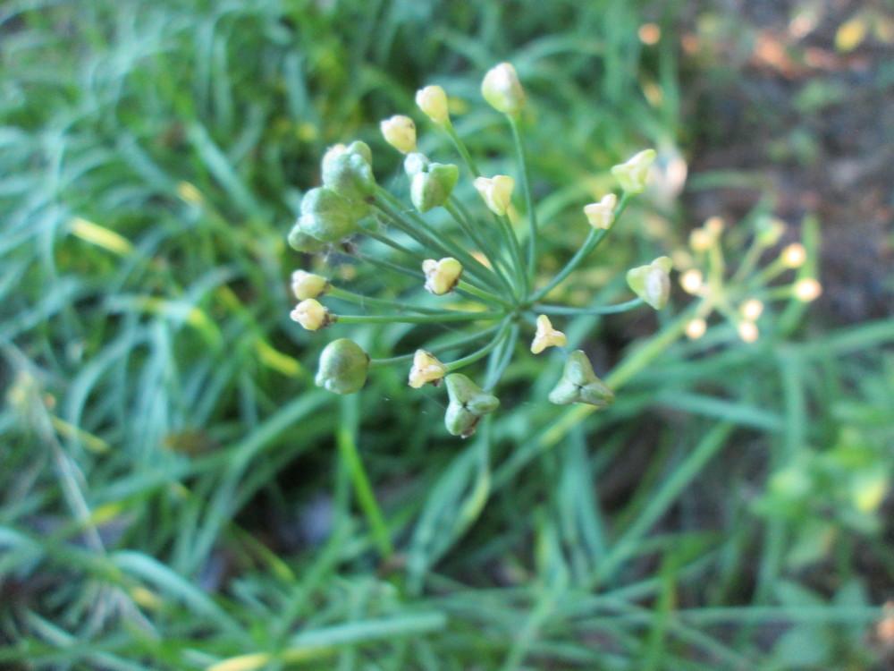 Photo of Garlic Chives (Allium tuberosum) uploaded by christinereid54