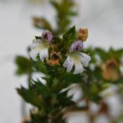Euphrasia nemorosa blooming in snow