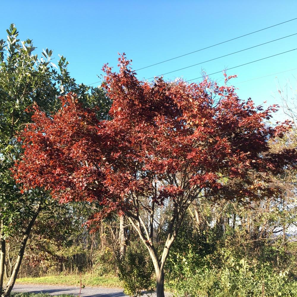 Photo of Japanese Maple (Acer palmatum) uploaded by csandt