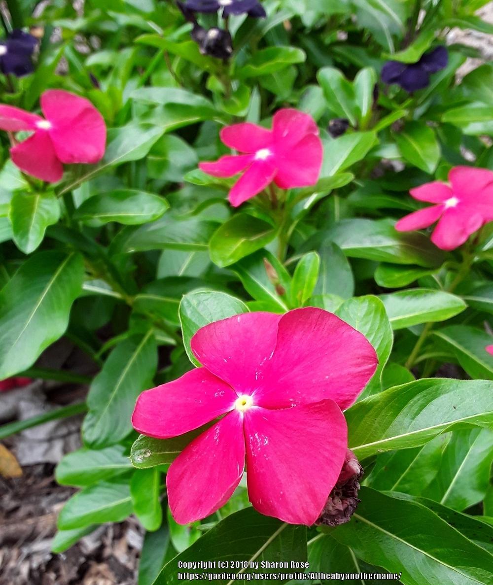 Photo of Vinca (Catharanthus roseus) uploaded by Altheabyanothername