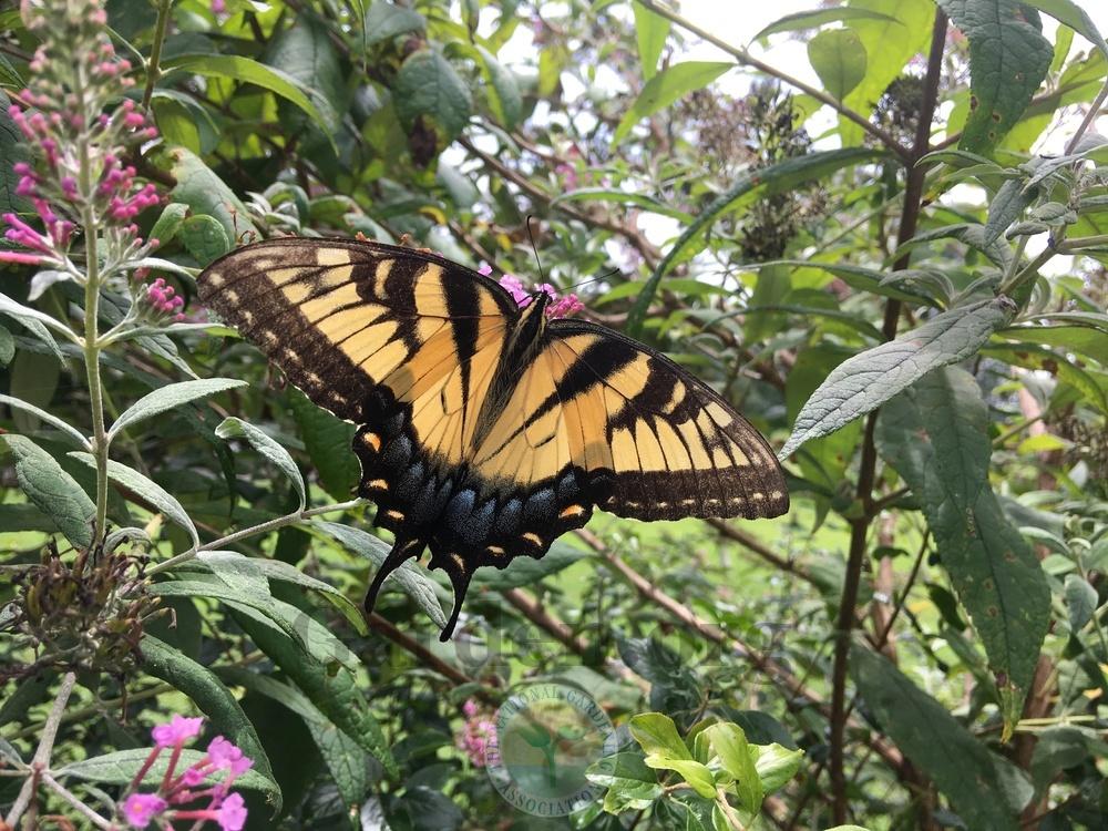 Photo of Butterfly Bushes (Buddleja) uploaded by chickhill