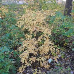 Location: Jenkins Arboretum in Berwyn, Pennsylvania
Date: 2018-11-04
in a shady spot has pale yellow fall color