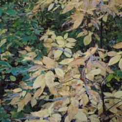 Location: Jenkins Arboretum in Berwyn, Pennsylvania
Date: 2018-11-04
pale yellow leaves in a shady spot