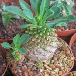 Location: Baja California
Date: 2015-08-27
Euphorbia (bupleurifolia x susannae) x bupleurifolia