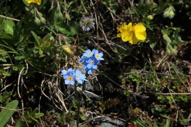 Photo of Alpine Forget-Me-Not (Myosotis alpestris) uploaded by RuuddeBlock