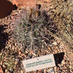 Location: Kayenta Desert Arboretum, Ivins, Utah, United States
Date: 2016-11-26