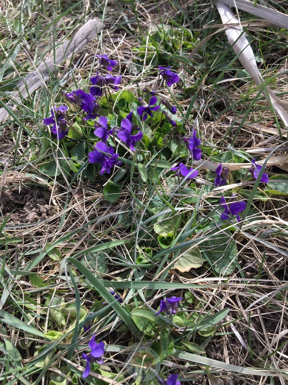 Photo of Sweet Violet (Viola odorata) uploaded by BlueOddish