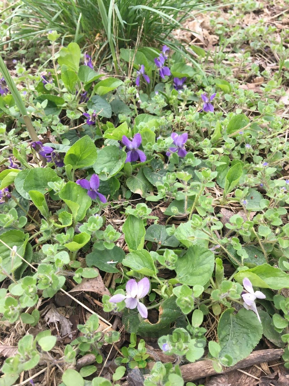 Photo of Sweet Violet (Viola odorata) uploaded by BlueOddish