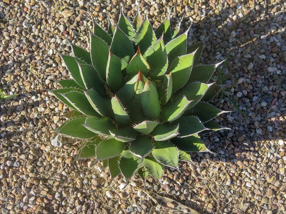 Photo of Agaves (Agave) uploaded by Baja_Costero