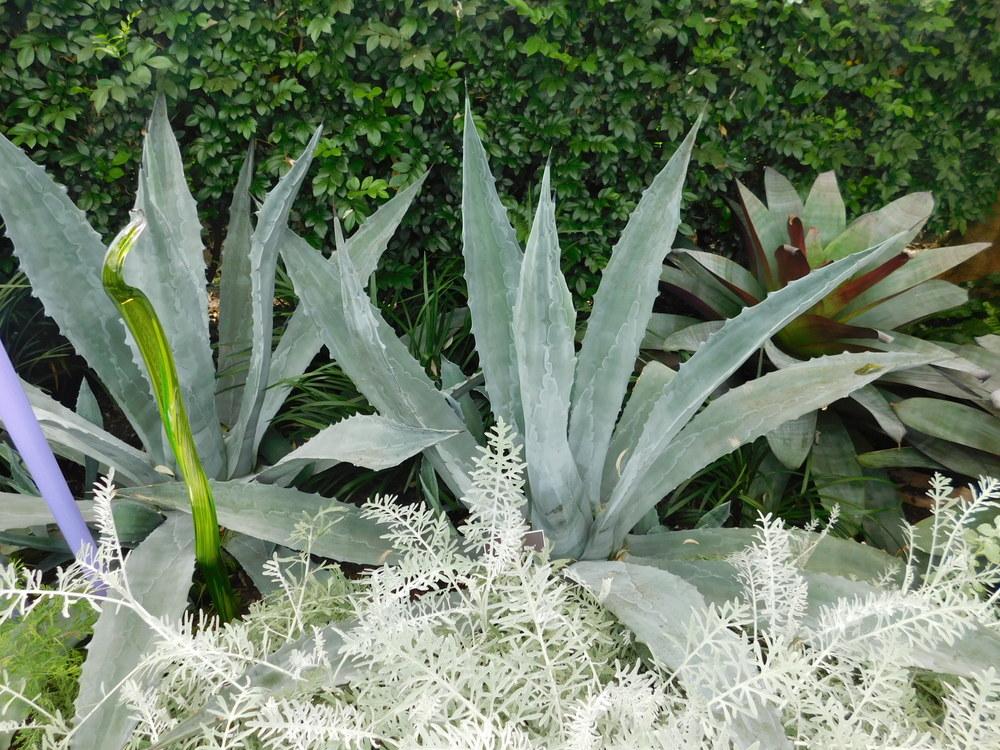 Photo of Agaves (Agave) uploaded by JHeirloomSeeds