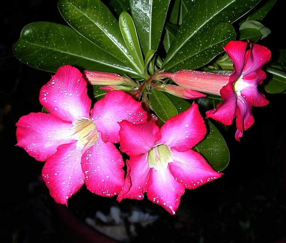 Photo of Desert Rose (Adenium obesum) uploaded by plantmanager