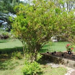 Location: Chesterbrook, Pennsylvania
Date: 2012-04-27
Border Forsythia pruned some to be upright