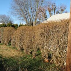 Location: Downingtown, Pennsylvania
Date: 2007-12-24
poorly sheared Border Forsythia in winter