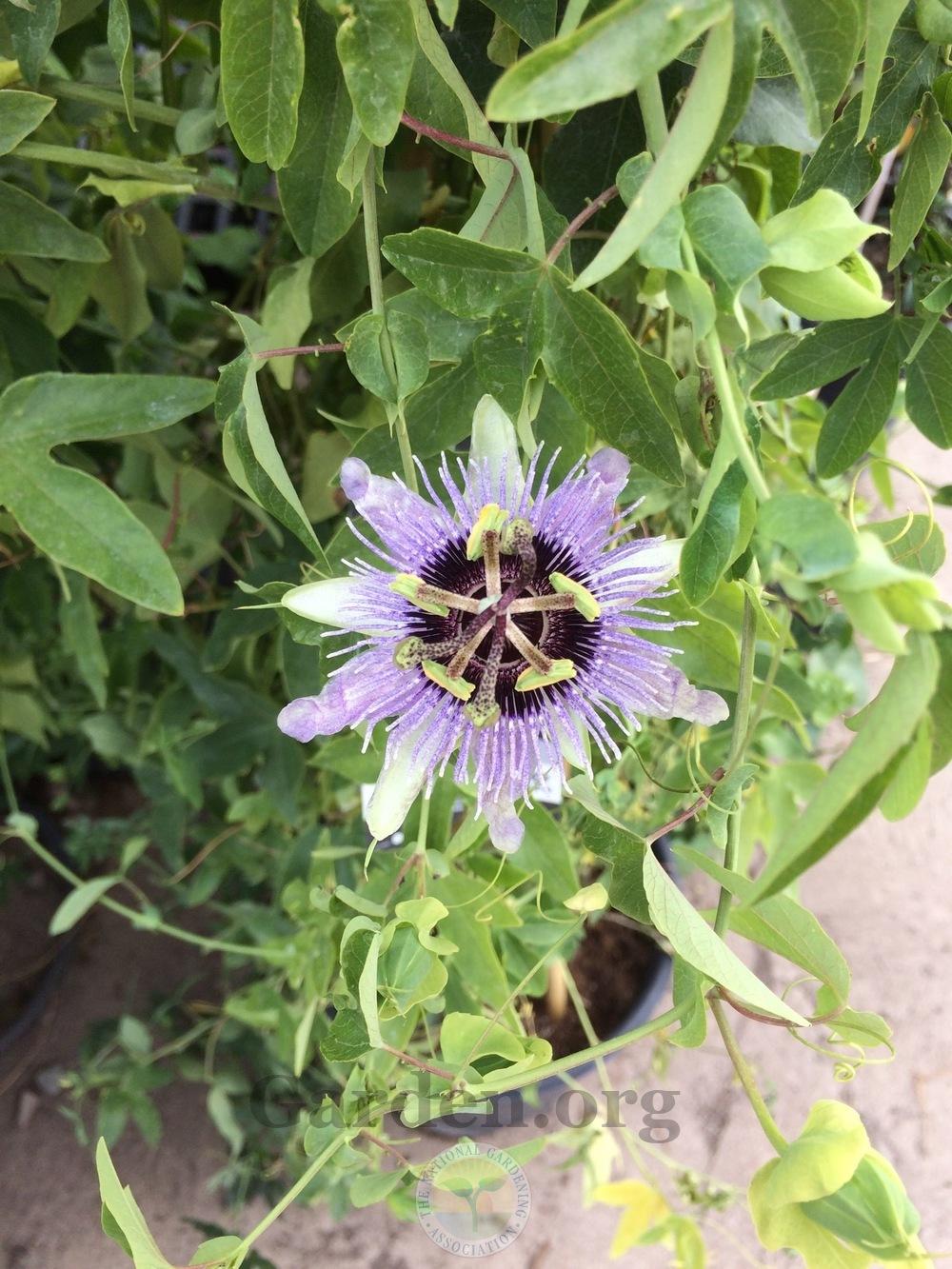 Photo of Passion Flower (Passiflora) uploaded by BlueOddish