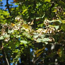 Location: Downingtown, Pennsylvania
Date: 2015-10-06
Sugar Maple samaras (winged seed)