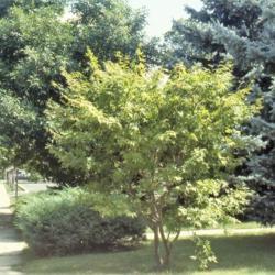 Location: Batavia, Illinois
Date: summer in the 1980's
maturing specimen
